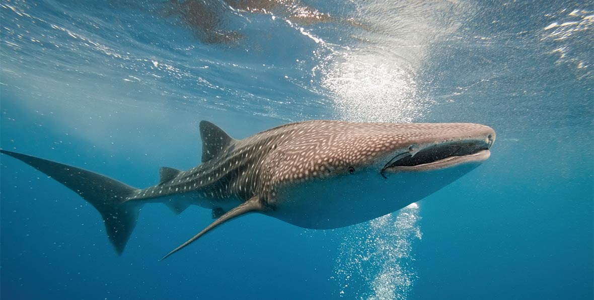 tiburon ballena en el oceano indico