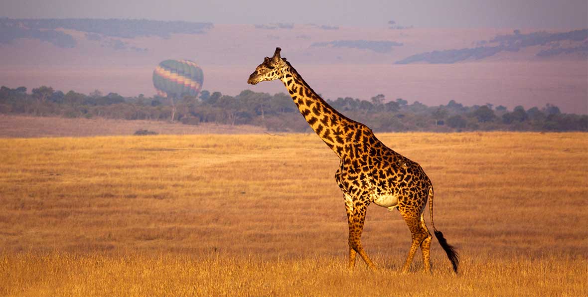 Viaje Kenia Girafa - arenatours.com